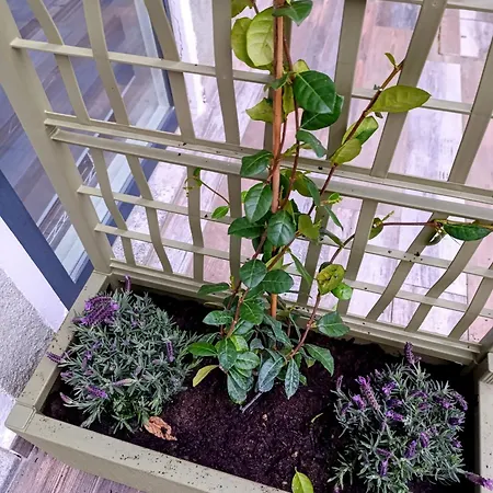 Lägenhet Altea - Di Nuovo Accogliente Mini Vicino E Giardino