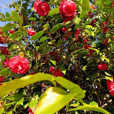 Lägenhet Altea - Di Nuovo Accogliente Mini Vicino E Giardino Dervio