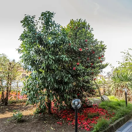 Lägenhet Altea - Di Nuovo Accogliente Mini Vicino E Giardino Dervio