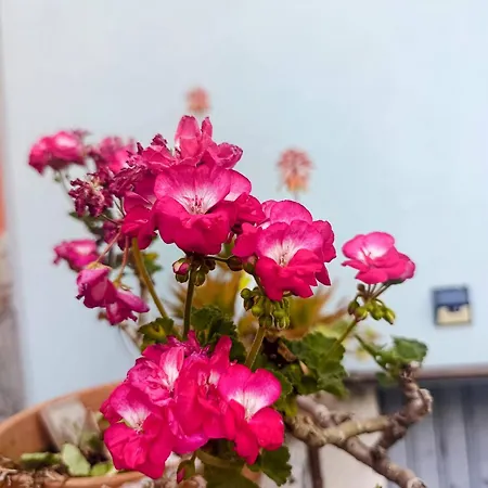 Altea - Di Nuovo Accogliente Mini Vicino E Giardino Lägenhet Dervio