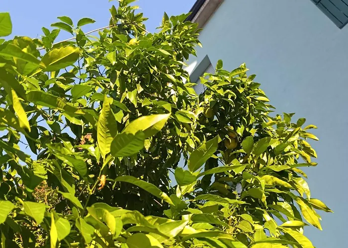 Lägenhet Altea - Di Nuovo Accogliente Mini Vicino E Giardino *