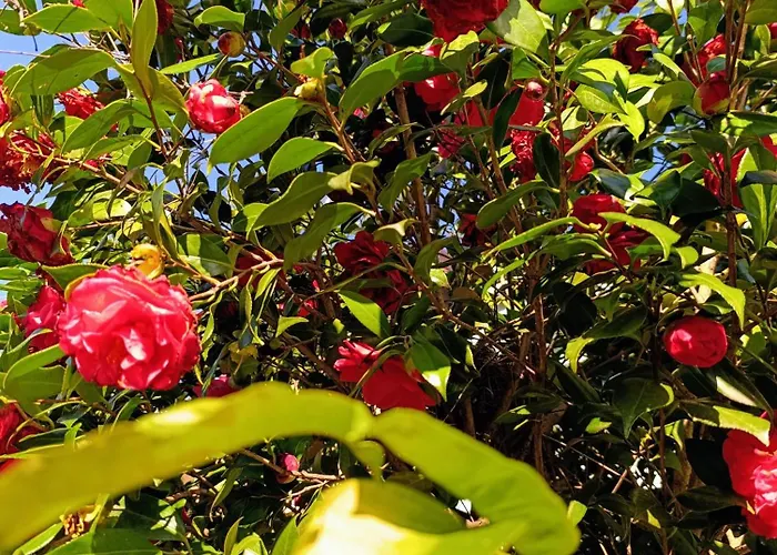 شقة Altea - Di Nuovo Accogliente Mini Vicino E Giardino ديرفيو